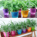 Transparent Self Watering Planter Flower Pot