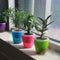 Transparent Self Watering Planter Flower Pot